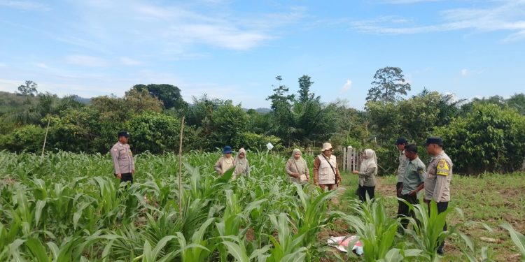 Polsek Hulu Kuantan Cek Tanaman Jagung di Desa Sungai Kelelawar, Dukung Swasembada Pangan 2026