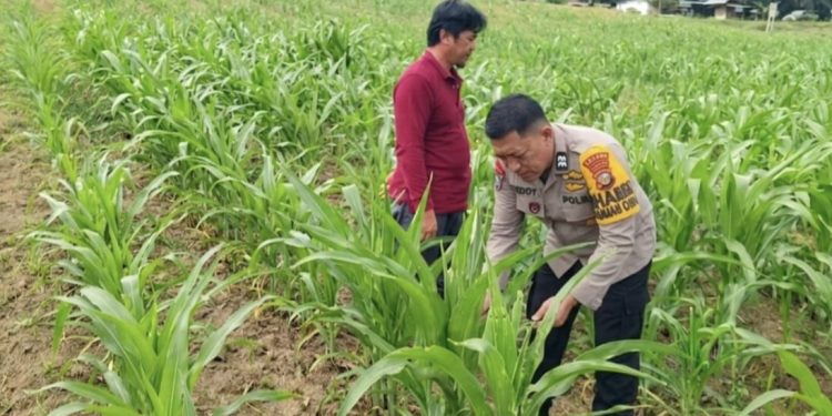 BHABINKAMTIBMAS AIPTU DEDI ZARIADI dukung Ketahanan Pangan Nasional di Desa sukaramai Kec. Tapung hulu