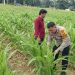 BHABINKAMTIBMAS AIPTU DEDI ZARIADI dukung Ketahanan Pangan Nasional di Desa sukaramai Kec. Tapung hulu