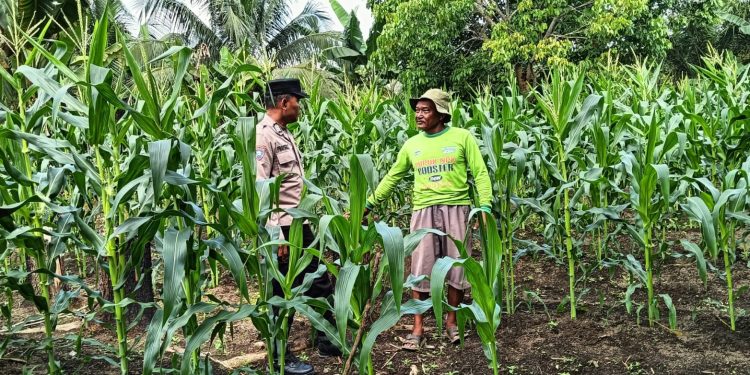 POLSEK TAPUNG HULU PANTAU DAN SAMBANG PROGRAM KETAPANG