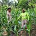 POLSEK TAPUNG HULU PANTAU DAN SAMBANG PROGRAM KETAPANG