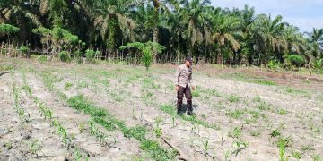 Kapolsek Kerumutan Pastikan Lahan Jagung program Ketahanan Pangan Siap Panen September