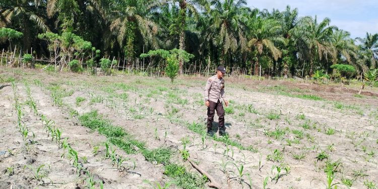 Kapolsek Kerumutan Pastikan Lahan Jagung program Ketahanan Pangan Siap Panen September
