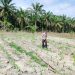 Kapolsek Kerumutan Pastikan Lahan Jagung program Ketahanan Pangan Siap Panen September