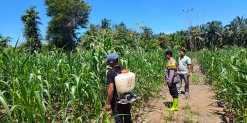 Polsek Rambah Samo,Gelar Pengecekan Perkembangan Ketahanan Pangan Jagung Pipil di Desa Teluk Aur