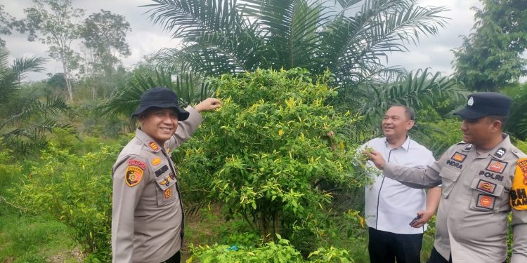 Polsek Kampar Kiri Hilir Periksa Taman P2B – Sayuran Cabe & Terong Tumbuh Baik Dukung Ketahtanan Pangan