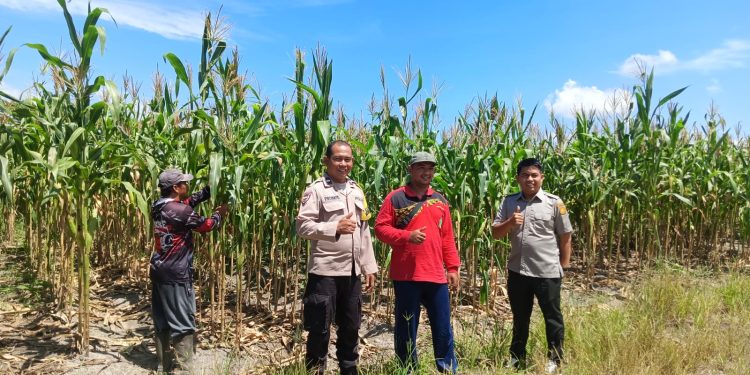 Polsek Bukit Raya Melaksanakan Pendampingan Kegiatan Penyuluhan Pertanian Kepada Kelompok Tani di Wilayah Kecamatan Bukit Raya
