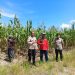 Polsek Bukit Raya Melaksanakan Pendampingan Kegiatan Penyuluhan Pertanian Kepada Kelompok Tani di Wilayah Kecamatan Bukit Raya