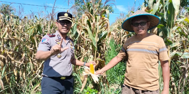 Dukung Ketahanan Pangan Kapolsek Tualang Cek Perkembangan Tanaman Jagung Di Pesantren Abu Horairoh. Alhamdulillah Panen Sebentar Lagi