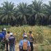 KAPOLSEK TAPUNG HULU PANTAU DAN SAMBANG PROGRAM KETAPANG DIDESA DANAU LANCANG