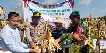 POLSEK KAMPAR KIRI GANDENG PT. SURYA AGRO & KELOMPOK TANI – PANEN RAYA JAGUNG PIPIL 2 HA, HASILNYA KE BULOG