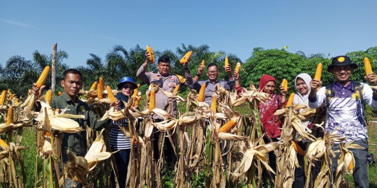 Panen Ketiga Jagung Pipil di Desa Lubuk Ramo, Wujud Dukungan Ketahanan Pangan di Kuantan Mudik