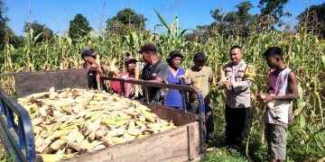 Panen Raya Jagung Pipil Bumdes Matador Desa Kopa Dukung Ketahanan Pangan Nasional