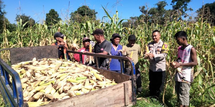 Panen Raya Jagung Pipil Bumdes Matador Desa Kopa Dukung Ketahanan Pangan Nasional