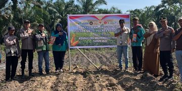 Polsek Ukui dan PT RAPP Tanam Jagung Hibrida 3 Hektar di Air Hitam, Dukung Swasembada Pangan Nasional
