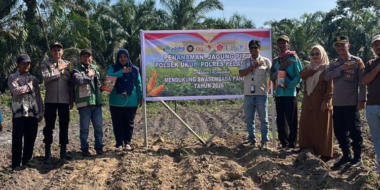 Polsek Ukui dan PT RAPP Tanam Jagung Hibrida 3 Hektar di Air Hitam, Dukung Swasembada Pangan Nasional