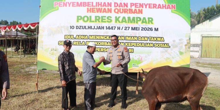 POLRES KAMPAR SERAHKAN SAPI QURBAN UNTUK IDUL ADHA 1447 H – WUJUD KEPEDULIAN SOSIAL DAN KEIKHLASAN BERBAGI