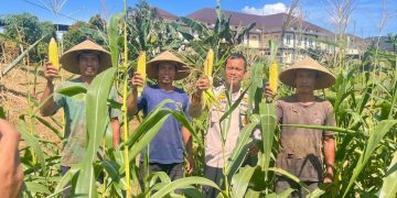 Dukung Program Ketahanan Pangan Menuju Swasembada Pangan Nasional, Polres Rokan Hulu Pantau Perkembangan Jagung Hibrida