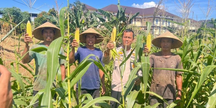 Dukung Program Ketahanan Pangan Menuju Swasembada Pangan Nasional, Polres Rokan Hulu Pantau Perkembangan Jagung Hibrida