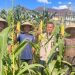 Dukung Program Ketahanan Pangan Menuju Swasembada Pangan Nasional, Polres Rokan Hulu Pantau Perkembangan Jagung Hibrida