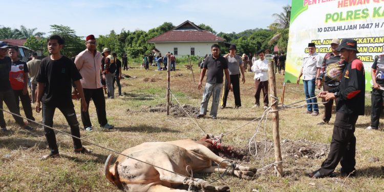 Polres Kampar Penyembelihkan 9 Ekor Sapi Qurban – Hasilnya Dibagikan Kepada Masyarakat, Warga Asrama & Personel
