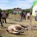 Polres Kampar Penyembelihkan 9 Ekor Sapi Qurban – Hasilnya Dibagikan Kepada Masyarakat, Warga Asrama & Personel