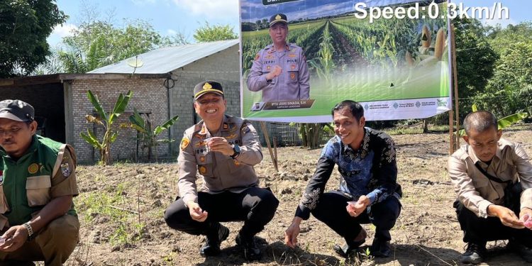 Polsek Langgam Tanam Jagung 0,5 Hektar di Pangkalan Gondai, Dukung Ketahanan Pangan Nasional