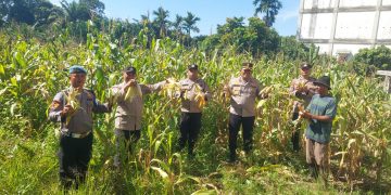 Kapolsek Ujung Batu Turun Lansung Panen Jagung dalam mendukung Ketahanan Pangan