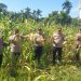 Kapolsek Ujung Batu Turun Lansung Panen Jagung dalam mendukung Ketahanan Pangan