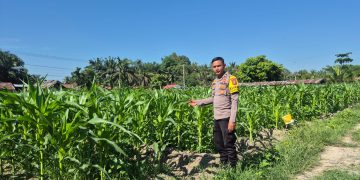 Polisi Cinta Petani, Bhabinkamtibmas Polsek LTD Cek Perkembangan Jagung Pipil di Desa Sukaraja.