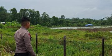 Dukung Ketahanan Pangan Polsek Benai Cek Kesiapan Lahan Penanaman Jagung Pipil di Desa Benai Kecil