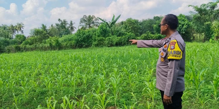 Polsek Pangean Cek Tanaman Jagung di Desa Padang Kunik, Dukung Swasembada Pangan 2026