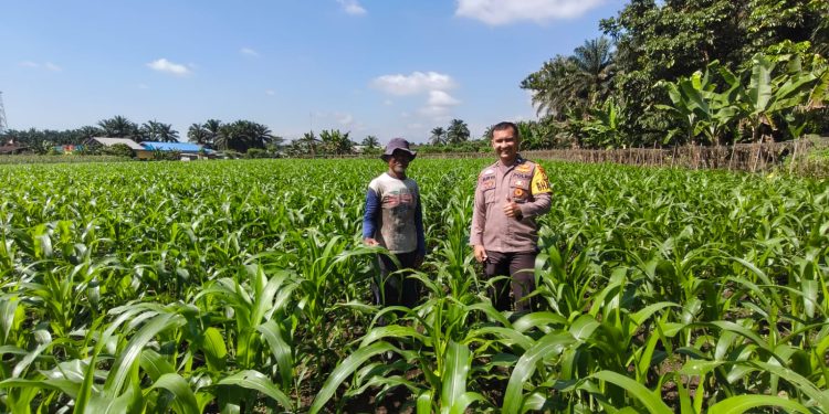BHABINKAMTIBMAS PERHENTIAN RAJA CEK JAGUNG PIPIL 1,5 HA – TANAMAN BAIK, PREDIKSI PANEN SEPTEMBER 2026