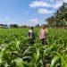 BHABINKAMTIBMAS PERHENTIAN RAJA CEK JAGUNG PIPIL 1,5 HA – TANAMAN BAIK, PREDIKSI PANEN SEPTEMBER 2026