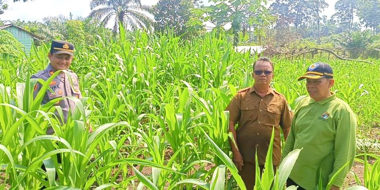 “Polisi Cinta Petani”, Kapolsek Tandun Melakukan Pemantauan Jagung Pipil dalam Mendukung Ketahanan Pangan
