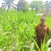 “Polisi Cinta Petani”, Kapolsek Tandun Melakukan Pemantauan Jagung Pipil dalam Mendukung Ketahanan Pangan