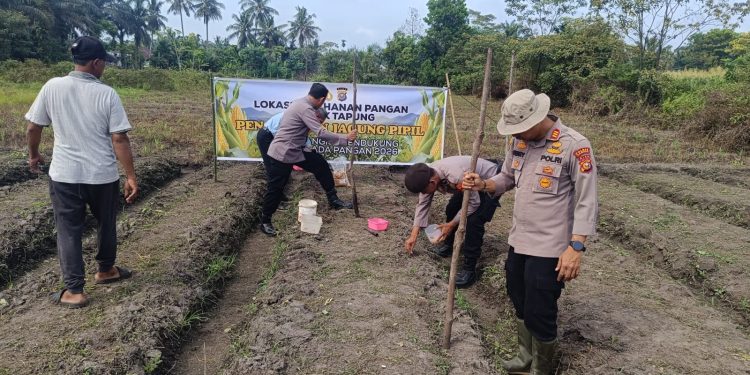 POLSEK TAPUNG KEMBALI TANAM JAGUNG PIPIL