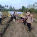 POLSEK TAPUNG KEMBALI TANAM JAGUNG PIPIL
