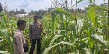 Demi Ketahanan Pangan Nasional, Polres Inhu Terus Pantau Perkembangan Jagung