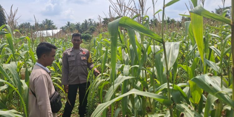 Demi Ketahanan Pangan Nasional, Polres Inhu Terus Pantau Perkembangan Jagung