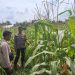 Demi Ketahanan Pangan Nasional, Polres Inhu Terus Pantau Perkembangan Jagung