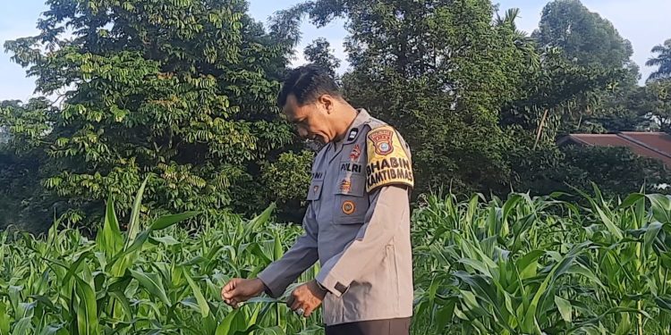 Monitoring Lahan yg telah ditanam Jagung Pipil di Lahan Ketahanan Pangan Polsek Sukajadi