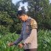 Monitoring Lahan yg telah ditanam Jagung Pipil di Lahan Ketahanan Pangan Polsek Sukajadi