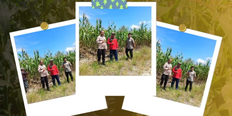 Polresta Pekanbaru Dukung Ketahanan Pangan, Bhabinkamtibmas Polsek Bukit Raya Dampingi Penyuluh Pertanian Edukasi Petani Jagung