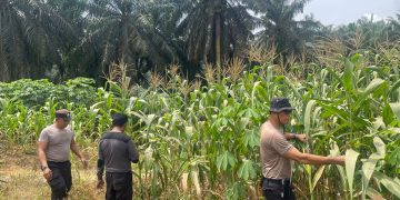 Kapolsek Pangkalan Kuras Cek Progres Jagung ketahanan pangan 12 Hektar di Sialang Indah, Hasil Kuartal I Tumbuh Subur