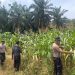 Kapolsek Pangkalan Kuras Cek Progres Jagung ketahanan pangan 12 Hektar di Sialang Indah, Hasil Kuartal I Tumbuh Subur