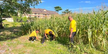 Polres Rokan Hulu Intensif Pantau Perkembangan Jagung Hibrida, Dukung Program Ketahanan dan Swasembada Pangan Nasional