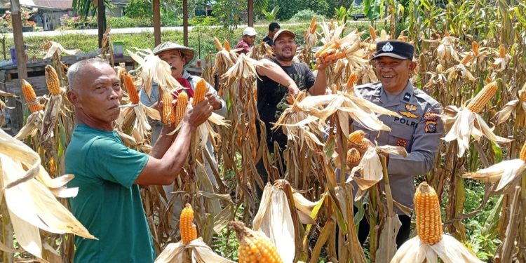 Panen Jagung Pipil Program Kapolda Riau Berhasil – Desa Sungai Simpang Dua Hasilkan 50 Kg Dari 0,25 Ha