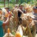 Panen Jagung Pipil Program Kapolda Riau Berhasil – Desa Sungai Simpang Dua Hasilkan 50 Kg Dari 0,25 Ha