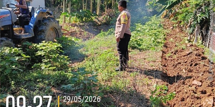 Polisi Cinta Petani, Polsek Kuantan Mudik Cek Penggemburan Lahan Tanaman Jagung di Desa Teluk Beringin